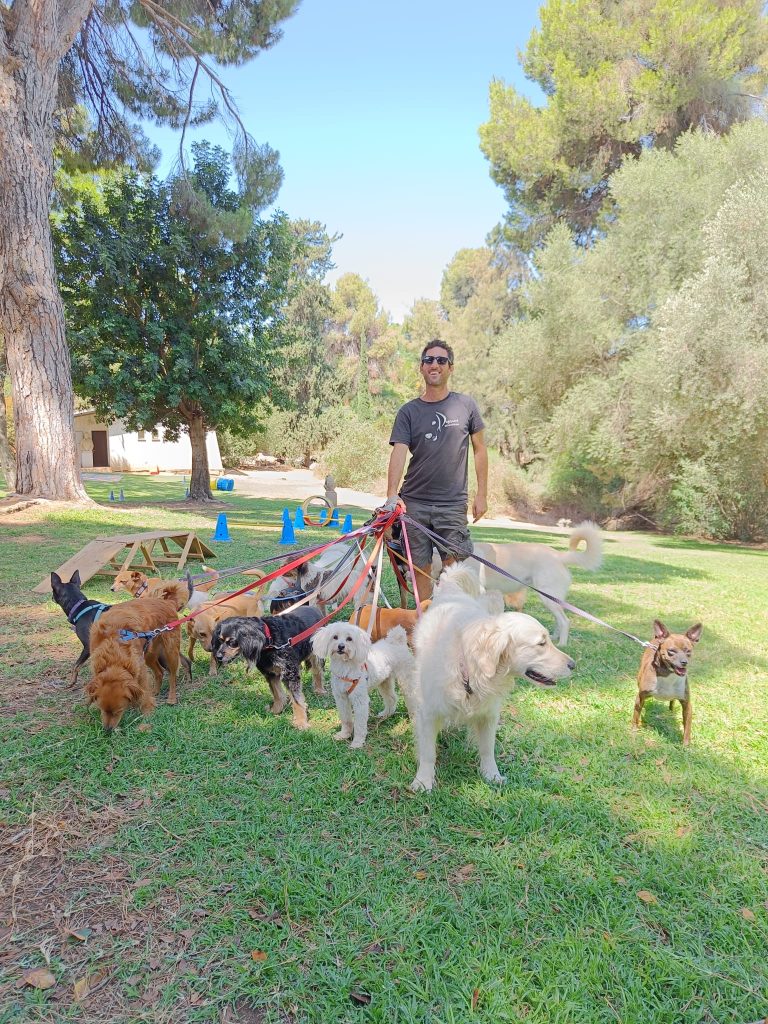 קורס מאלפי כלבים