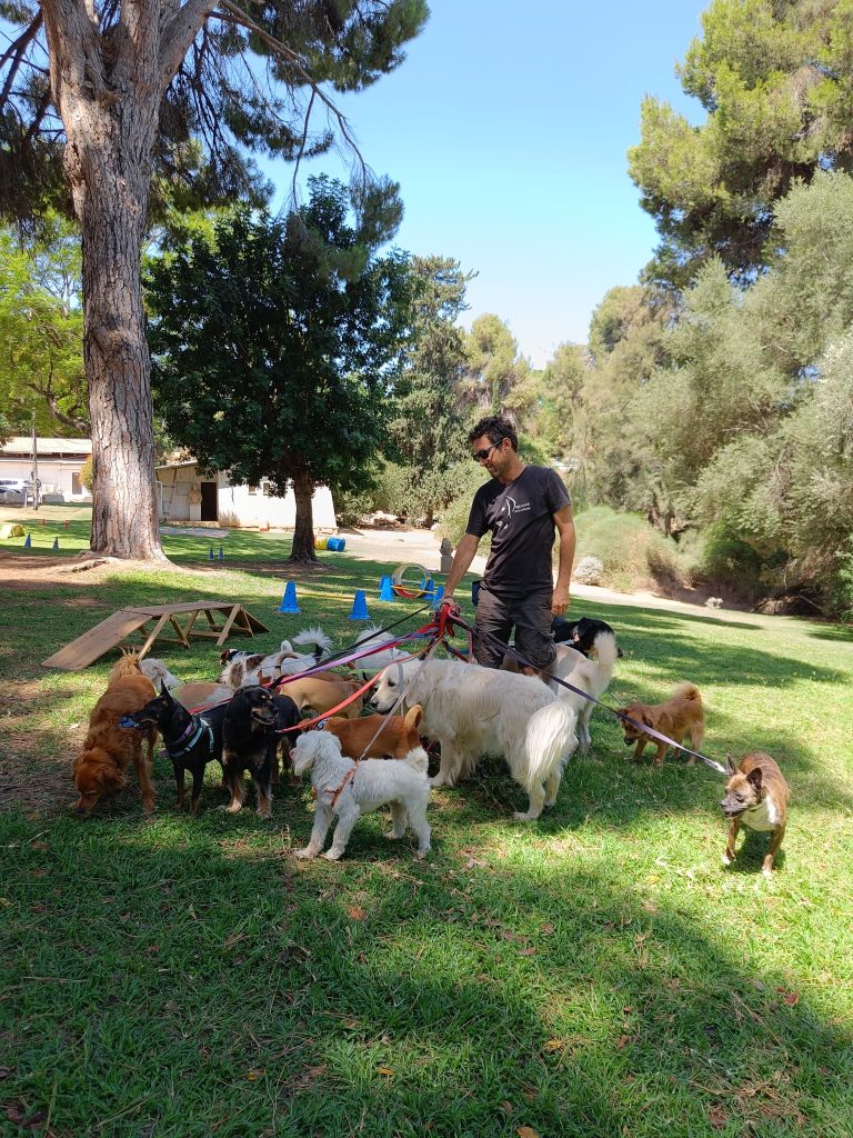 קורס מאלפי כלבים